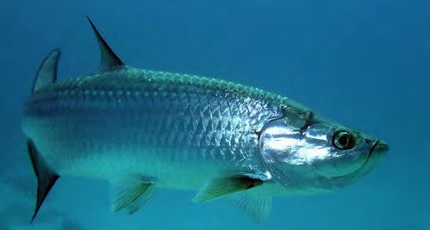 tarpon